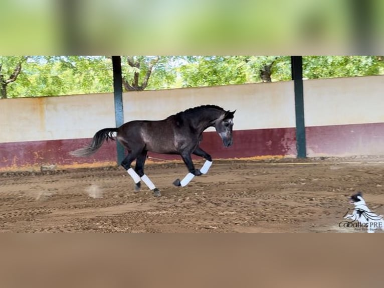 PRE Stallone 4 Anni 164 cm Grigio in Merida