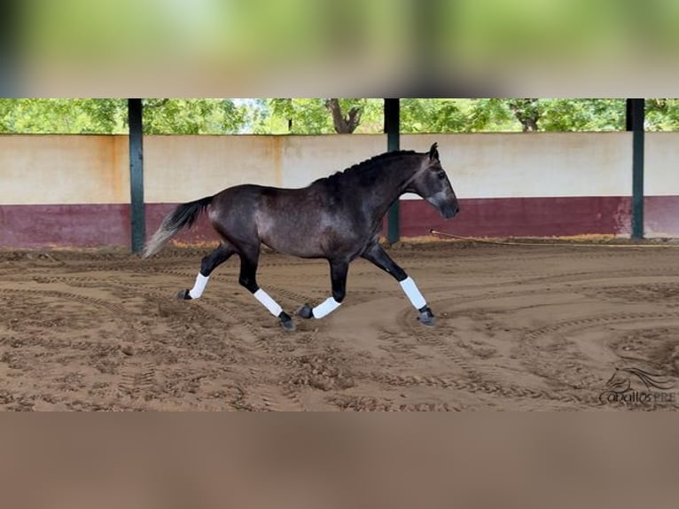 PRE Stallone 4 Anni 164 cm Grigio in Merida