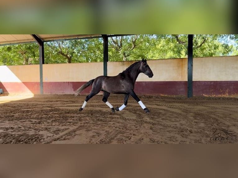 PRE Stallone 4 Anni 164 cm Grigio in Merida