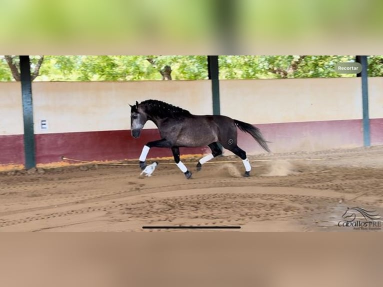 PRE Stallone 4 Anni 164 cm Grigio in Merida