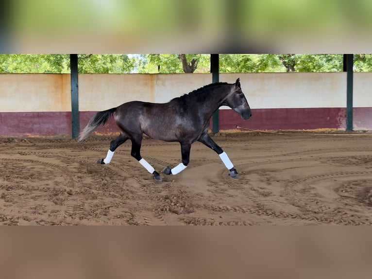 PRE Stallone 4 Anni 164 cm Grigio in Merida