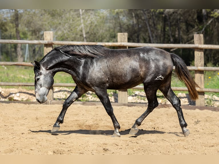 PRE Stallone 4 Anni 164 cm Grigio ferro in Kerben