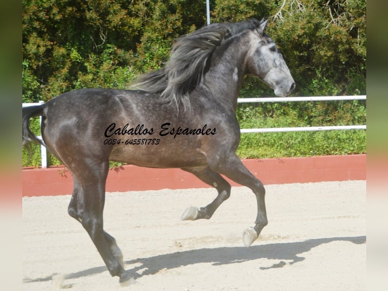 PRE Mix Stallone 4 Anni 164 cm Grigio ferro in Vejer de la Frontera