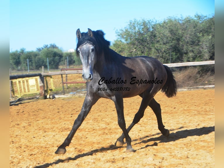 PRE Stallone 4 Anni 164 cm Grigio ferro in Vejer de la Frontera