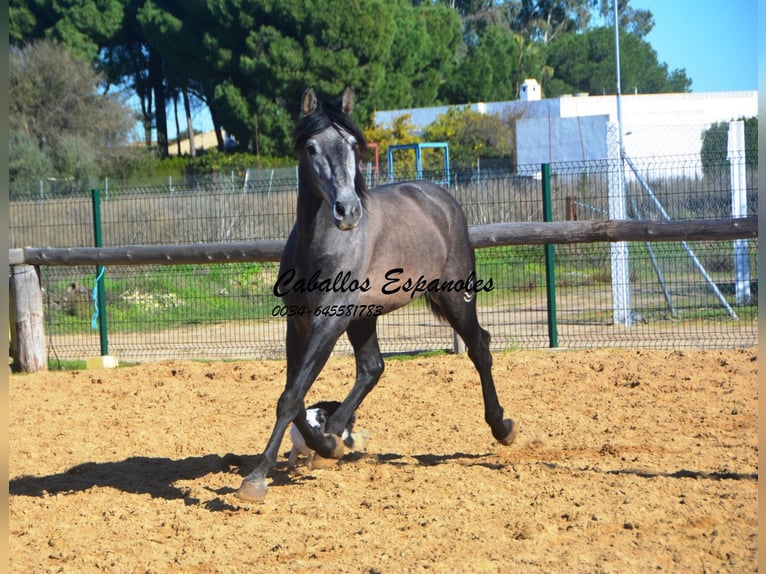 PRE Stallone 4 Anni 164 cm Grigio ferro in Vejer de la Frontera