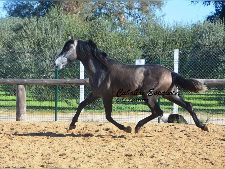 PRE Stallone 4 Anni 164 cm Grigio ferro in Vejer de la Frontera