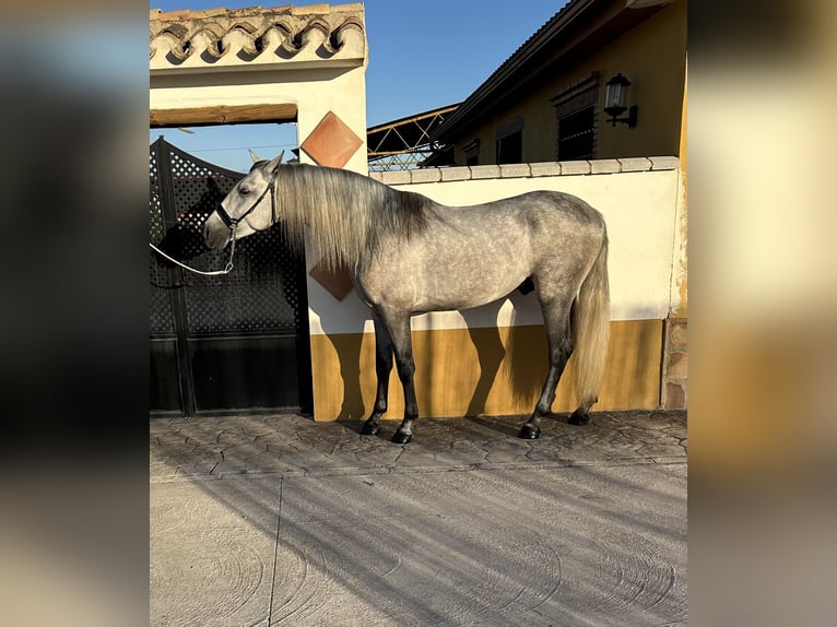 PRE Stallone 4 Anni 164 cm Grigio pezzato in Valderrubio