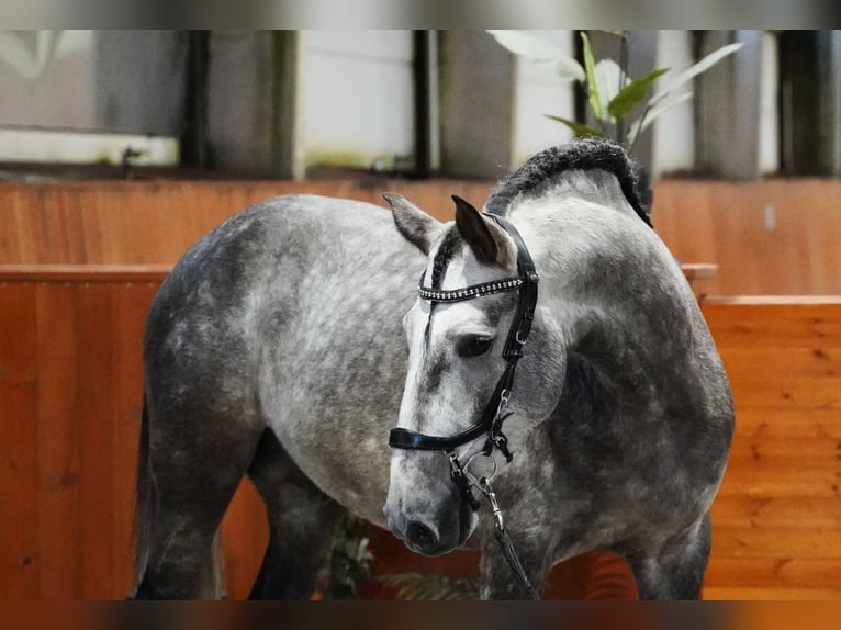 PRE Stallone 4 Anni 164 cm Grigio pezzato in HEUVELLAND