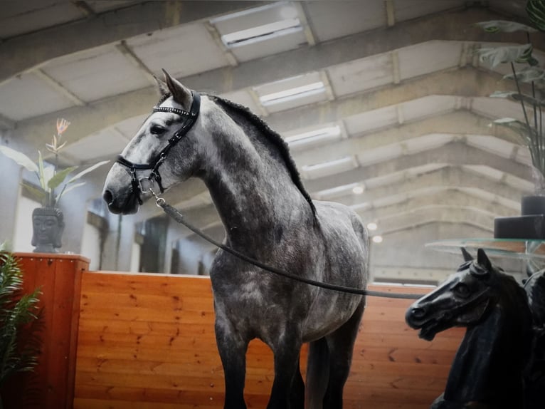 PRE Stallone 4 Anni 164 cm Grigio pezzato in HEUVELLAND