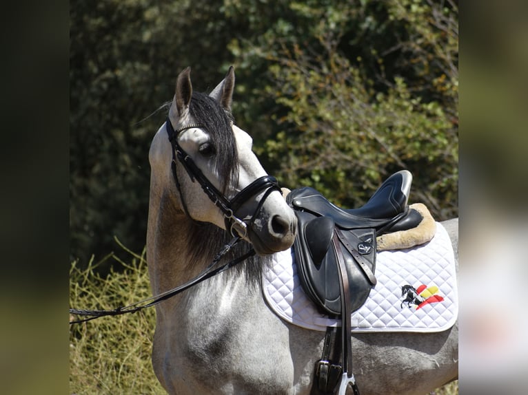 PRE Stallone 4 Anni 164 cm Grigio pezzato in Sevilla