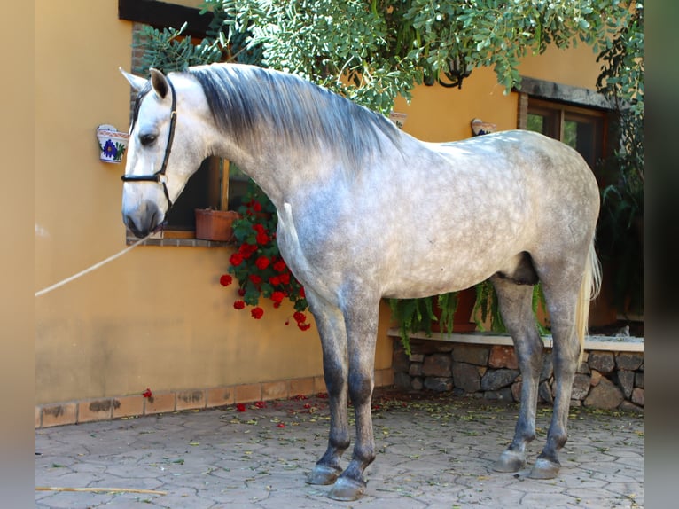 PRE Stallone 4 Anni 164 cm Grigio pezzato in Sagunt/Sagunto