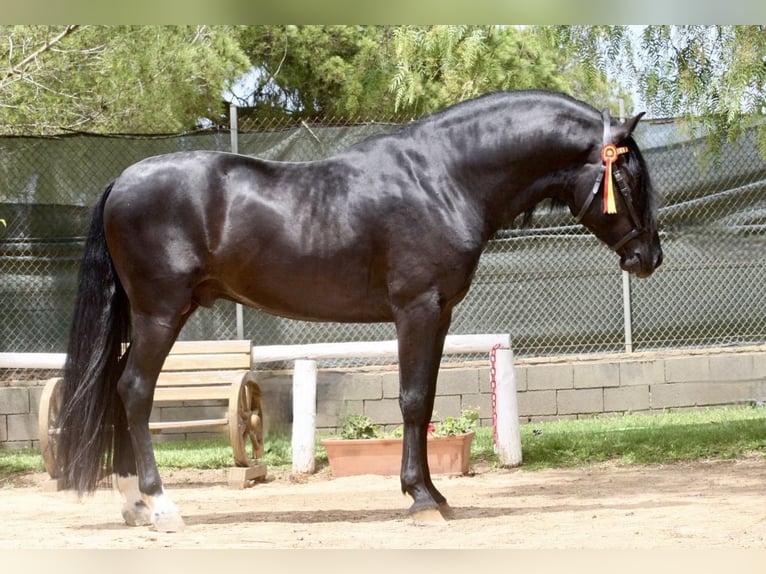 PRE Mix Stallone 4 Anni 164 cm Morello in Jerez