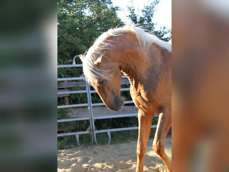 PRE Mix Stallone 4 Anni 164 cm Palomino in Kirn