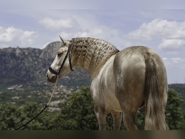 PRE Mix Stallone 4 Anni 164 cm Pearl in La Cabrera
