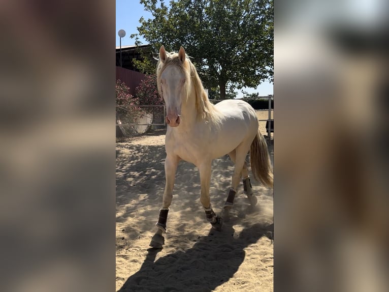 PRE Stallone 4 Anni 164 cm Perlino in Trigueros