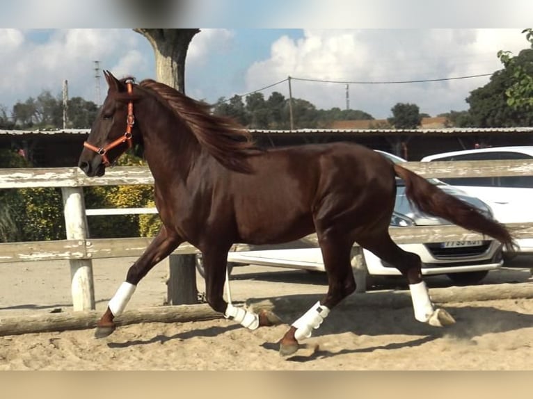 PRE Stallone 4 Anni 164 cm Sauro in Barcelona