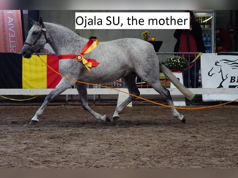 PRE Stallone 4 Anni 165 cm Baio in RANST