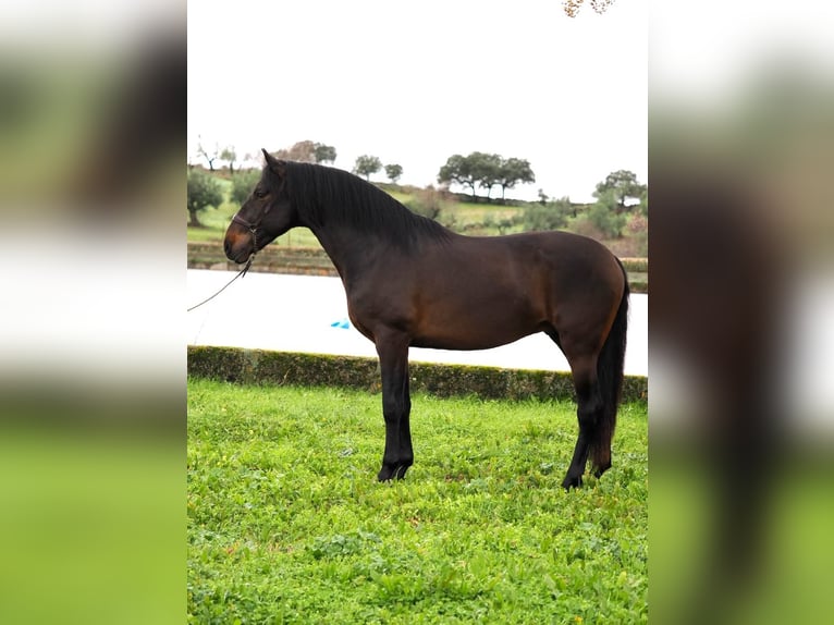 PRE Mix Stallone 4 Anni 165 cm Baio in Navas Del Madroño