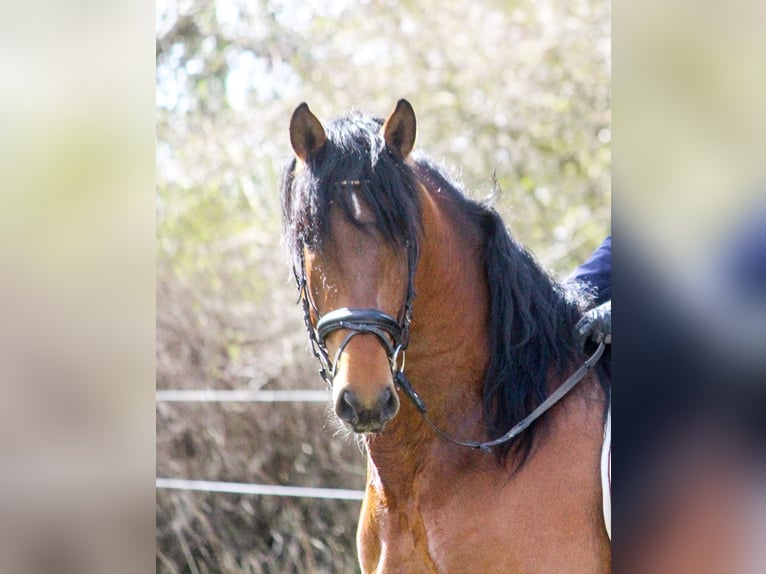 PRE Mix Stallone 4 Anni 165 cm Baio in Wremen