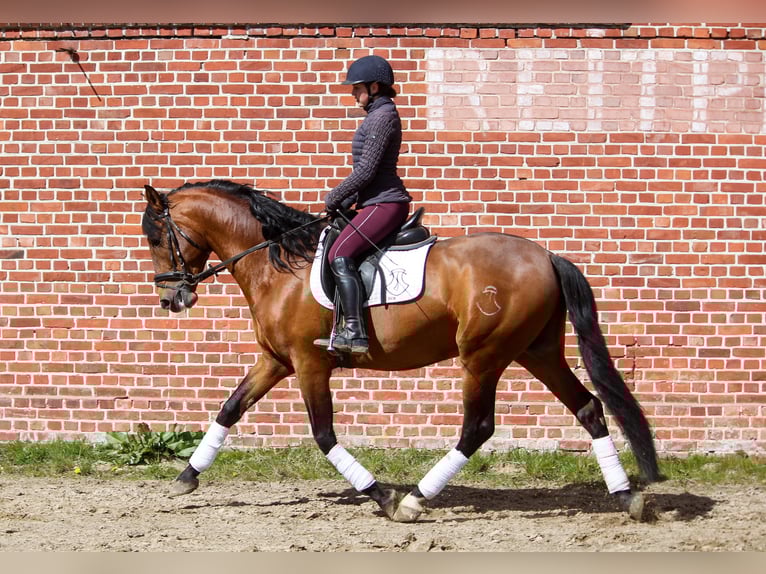 PRE Mix Stallone 4 Anni 165 cm Baio in Wremen