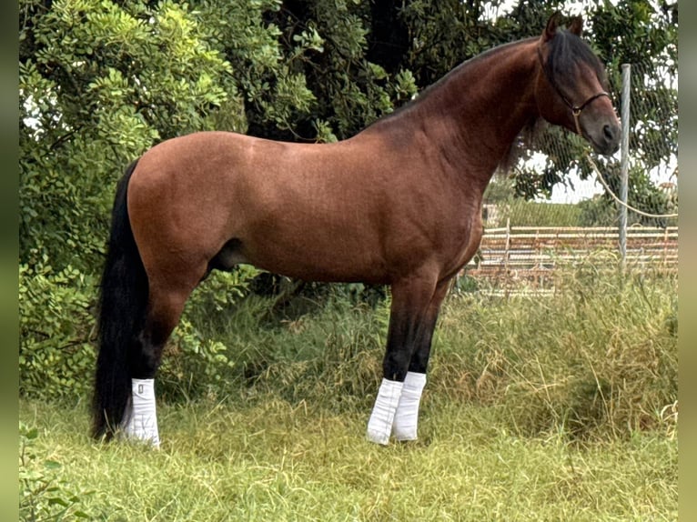 PRE Mix Stallone 4 Anni 165 cm Baio in Valencia