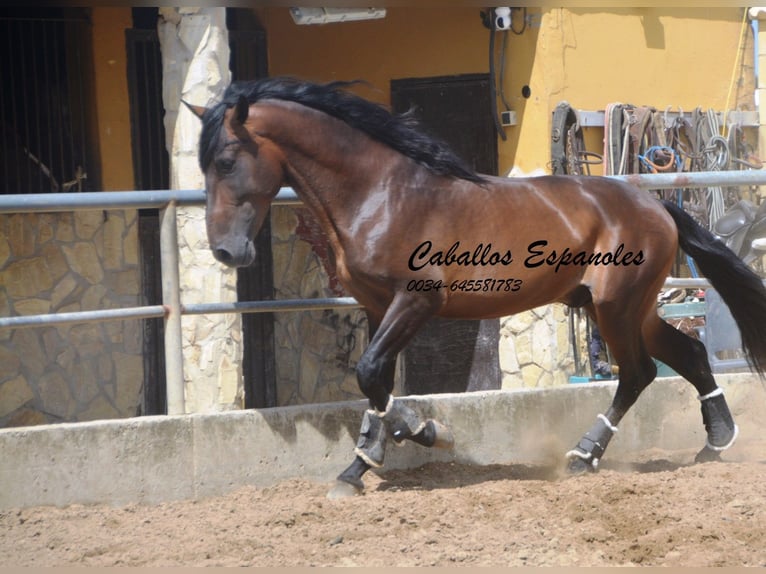 PRE Mix Stallone 4 Anni 165 cm Baio in Vejer de la Frontera