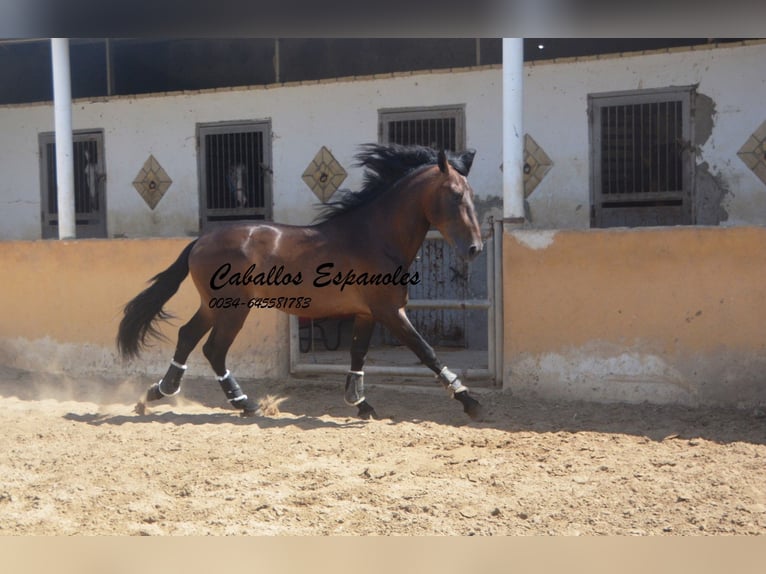 PRE Mix Stallone 4 Anni 165 cm Baio in Vejer de la Frontera