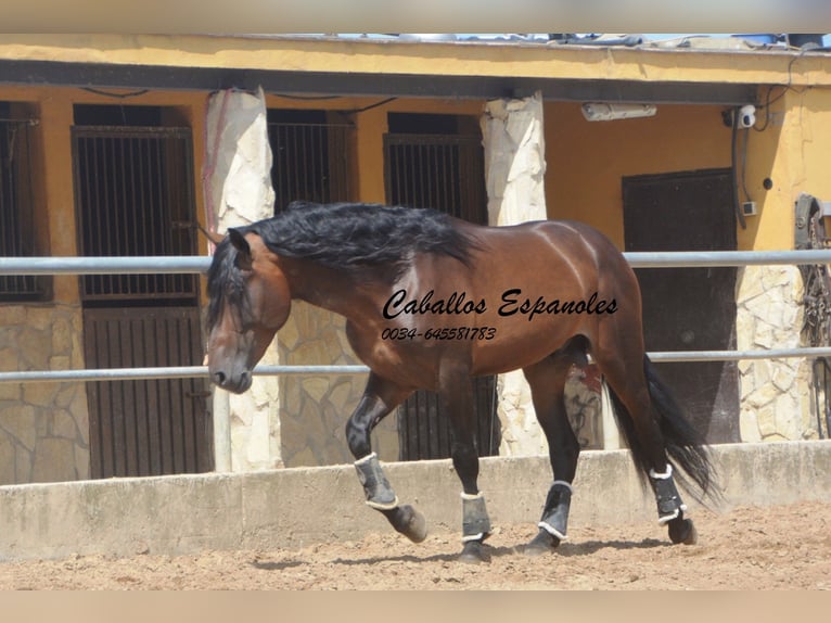 PRE Mix Stallone 4 Anni 165 cm Baio in Vejer de la Frontera