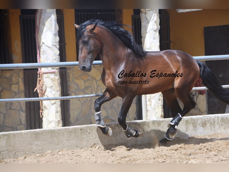 PRE Mix Stallone 4 Anni 165 cm Baio in Vejer de la Frontera