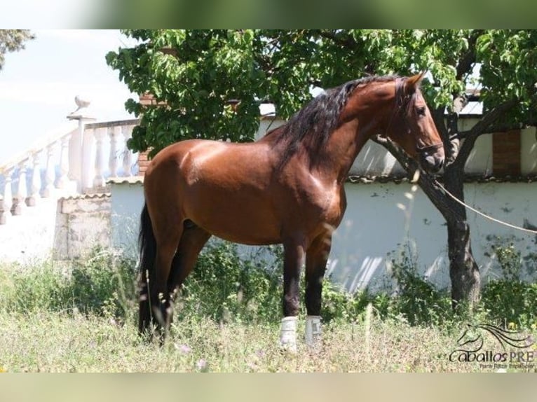 PRE Stallone 4 Anni 165 cm Baio in Barcelona