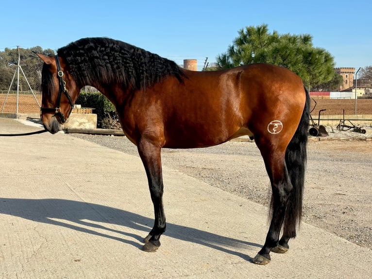 PRE Mix Stallone 4 Anni 165 cm Baio ciliegia in Hamburg