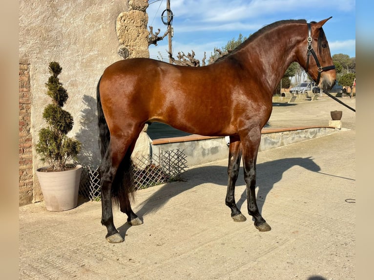 PRE Mix Stallone 4 Anni 165 cm Baio ciliegia in Hamburg