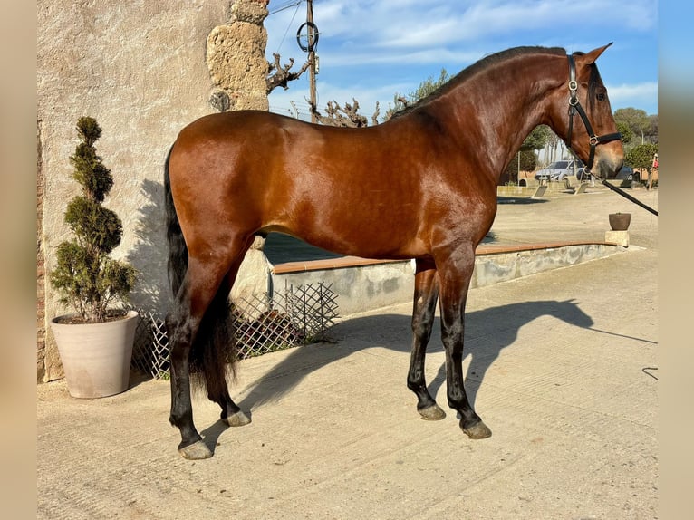 PRE Mix Stallone 4 Anni 165 cm Baio ciliegia in Hamburg