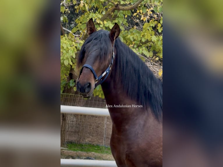 PRE Mix Stallone 4 Anni 165 cm Baio scuro in Sevilla