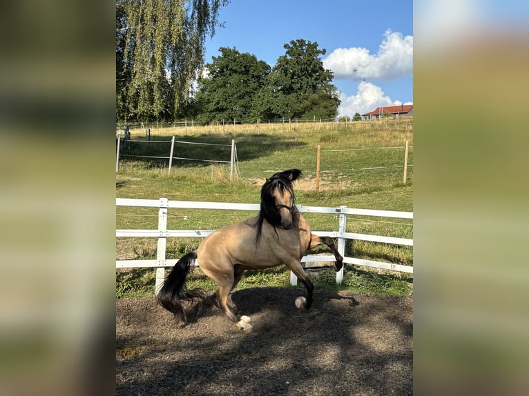 PRE Mix Stallone 4 Anni 165 cm Falbo in Niederstaufen