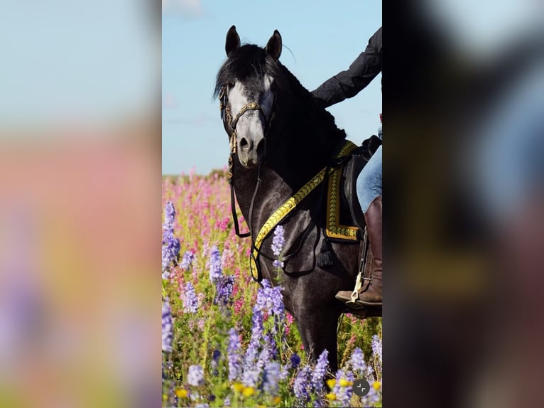PRE Mix Stallone 4 Anni 165 cm Grigio in Jerez
