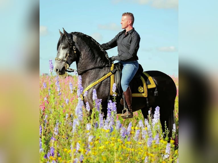 PRE Mix Stallone 4 Anni 165 cm Grigio in Jerez
