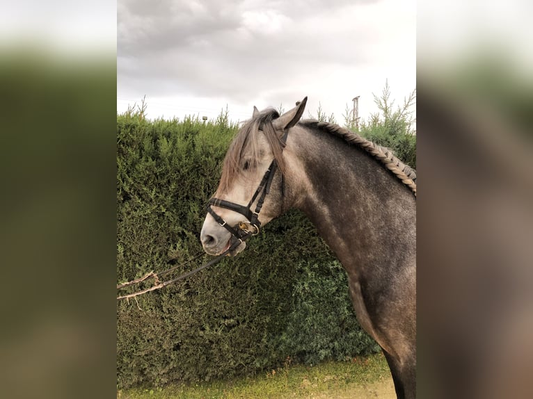 PRE Stallone 4 Anni 165 cm Grigio in Pilas