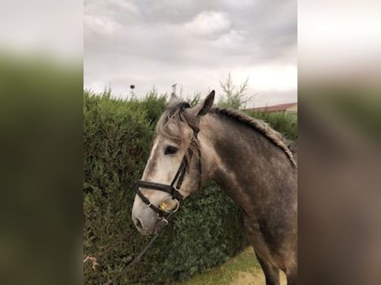 PRE Stallone 4 Anni 165 cm Grigio in Pilas