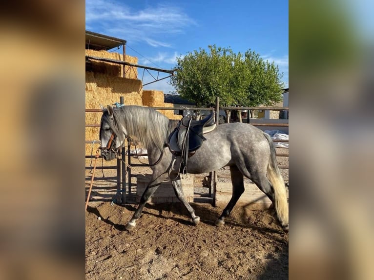 PRE Stallone 4 Anni 165 cm Grigio pezzato in Valderrubio