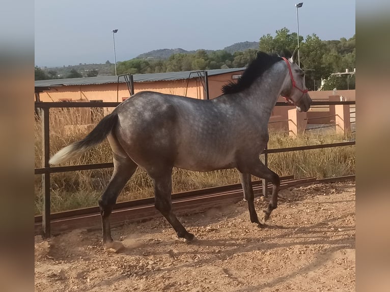 PRE Stallone 4 Anni 165 cm Grigio pezzato in Pedralba