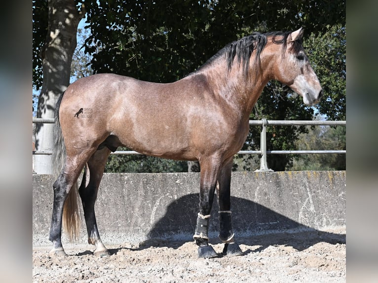 PRE Mix Stallone 4 Anni 165 cm Grigio rossastro in Mallorca