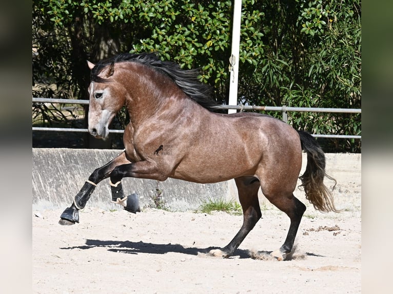 PRE Mix Stallone 4 Anni 165 cm Grigio rossastro in Mallorca