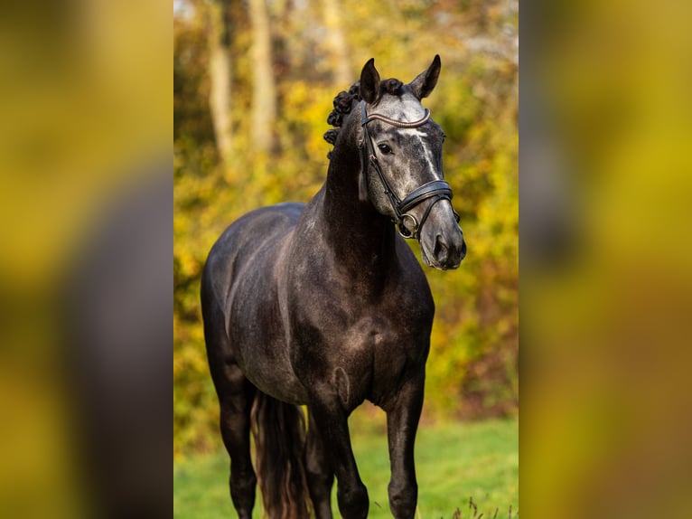 PRE Stallone 4 Anni 165 cm Leardo in Krimpen aan den IJssel
