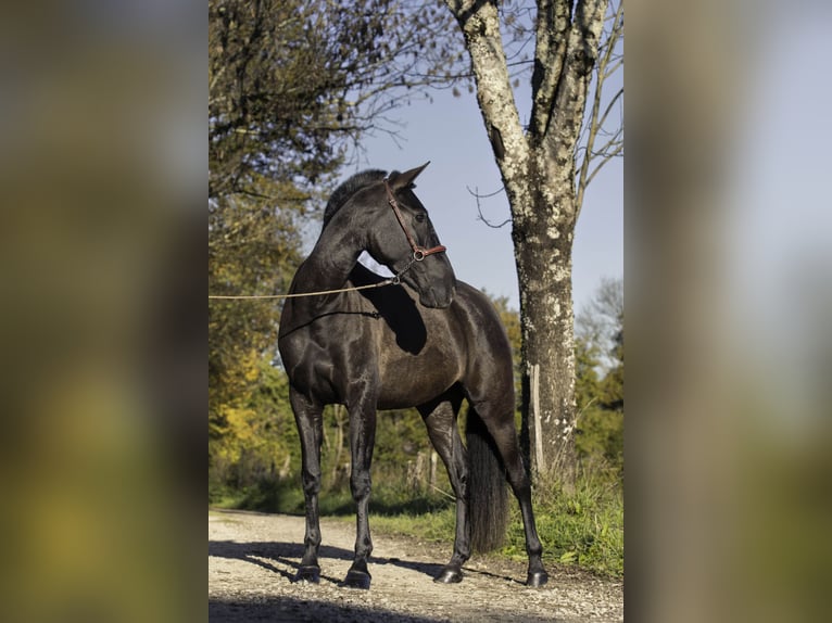 PRE Stallone 4 Anni 165 cm Morello in CAUMONT
