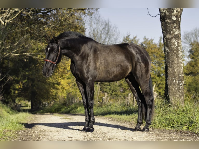 PRE Stallone 4 Anni 165 cm Morello in CAUMONT