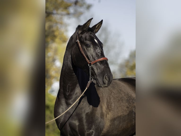 PRE Stallone 4 Anni 165 cm Morello in CAUMONT