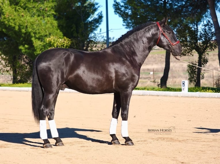 PRE Mix Stallone 4 Anni 165 cm Morello in Navas Del Madroño