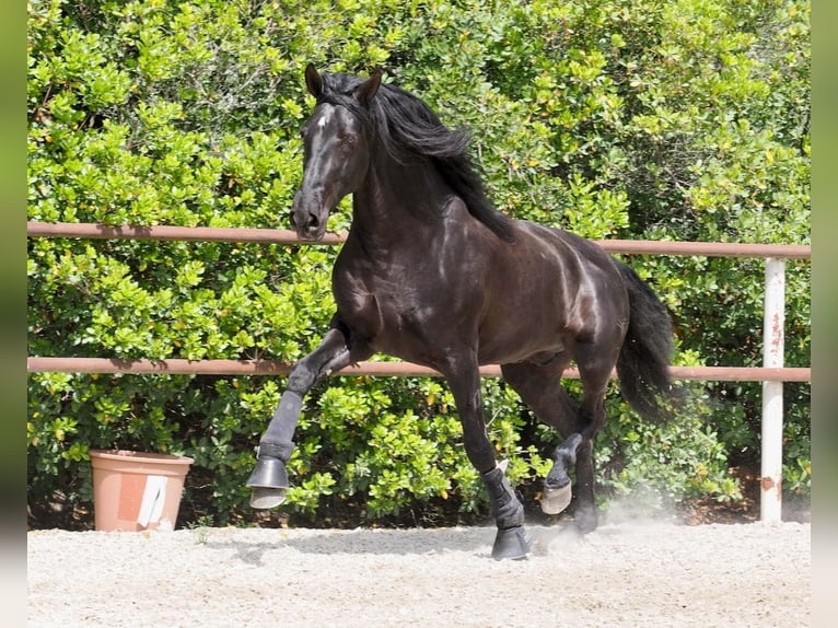 PRE Mix Stallone 4 Anni 165 cm Morello in Navas Del Madroño