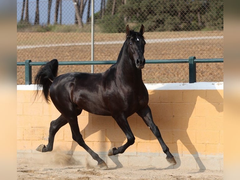 PRE Mix Stallone 4 Anni 165 cm Morello in Oststeinbek